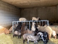 Unser Schäflekindergarten besteht derzeit aus 29 Lämmern Unser Schäflekindergarten besteht derzeit aus 29 Lämmern